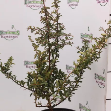 Narancssárga törpe tűztövis Pyracantha Teton K2 20/30