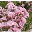 Talajtakaró rózsa Rosa Fairy