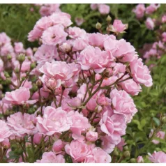 Talajtakaró rózsa Rosa Fairy