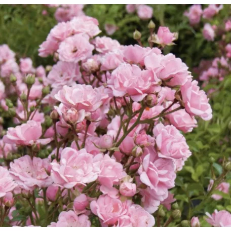Talajtakaró rózsa Rosa Fairy