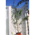 Tarkalevelű japán fűz Salix integra 'Hakuro-nishiki K2