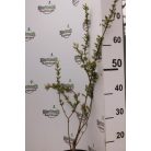 Tarkalevelű japán fűz Salix integra 'Hakuro-nishiki K2