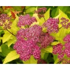 Aranypiros japán gyöngyvessző Spiraea japonica Goldflame