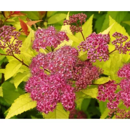 Aranypiros japán gyöngyvessző Spiraea japonica Goldflame