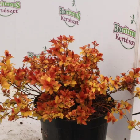 Aranypiros japán gyöngyvessző Spiraea japonica Goldflame