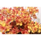 Aranypiros japán gyöngyvessző Spiraea japonica Goldflame