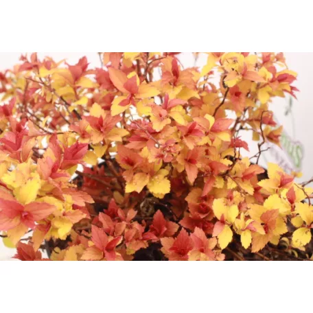 Aranypiros japán gyöngyvessző Spiraea japonica Goldflame