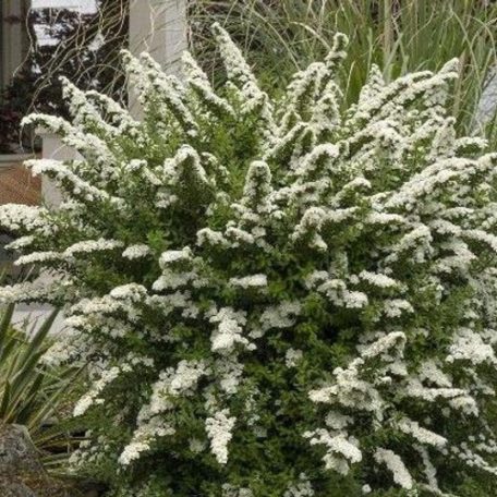 Spiraea nipponica 'Snowmound' Nipponi gyöngyvessző