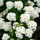 Spiraea nipponica 'Snowmound' Nipponi gyöngyvessző