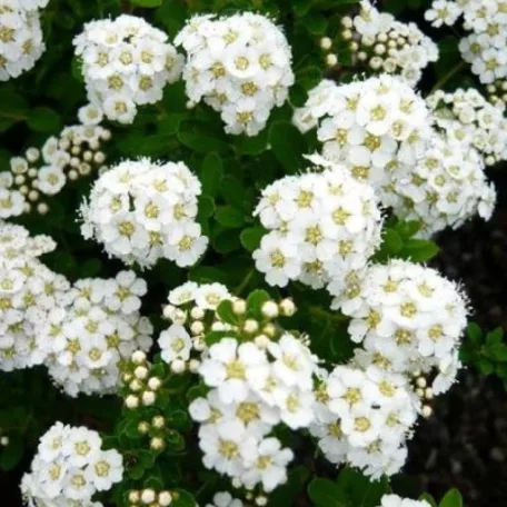 Spiraea nipponica 'Snowmound' Nipponi gyöngyvessző