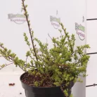 Spiraea nipponica 'Snowmound' Nipponi gyöngyvessző