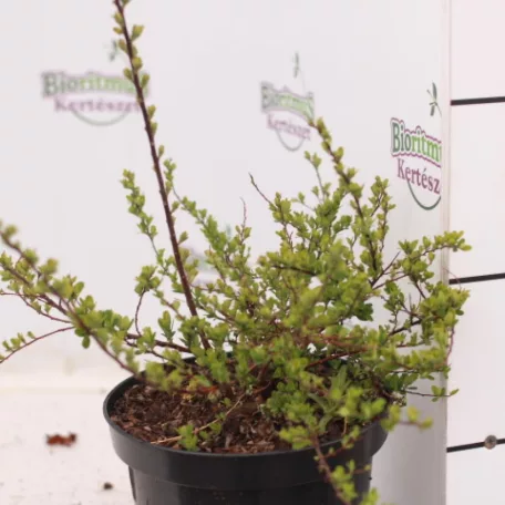 Spiraea nipponica 'Snowmound' Nipponi gyöngyvessző
