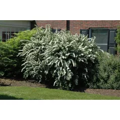 Kerti gyöngyvessző Spiraea x vanhouttei K3 40/60