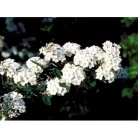 Kerti gyöngyvessző Spiraea x vanhouttei K3 40/60
