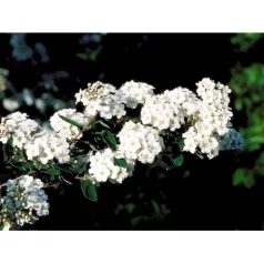 Kerti gyöngyvessző Spiraea x vanhouttei K3 40/60
