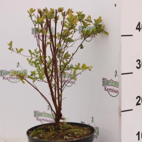 Kerti gyöngyvessző Spiraea x vanhouttei K3 40/60