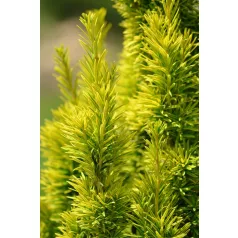   Arany oszlopos tiszafa Taxus baccata 'Fastigiata Aurea'