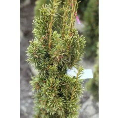   Arany oszlopos tiszafa Taxus baccata 'Fastigiata Aurea'