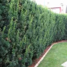 Oszlopos tiszafa (termős) Taxus media 'Hicksii' K3 lit. 40/60