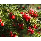 Oszlopos tiszafa (termős) Taxus media 'Hicksii' K3 lit. 40/60