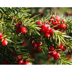   Oszlopos tiszafa (termős) Taxus media 'Hicksii' K3 lit. 40/60