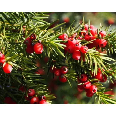 Oszlopos tiszafa (termős) Taxus media 'Hicksii' K3 lit. 40/60