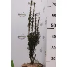 Oszlopos tiszafa (termős) Taxus media 'Hicksii' K3 lit. 40/60