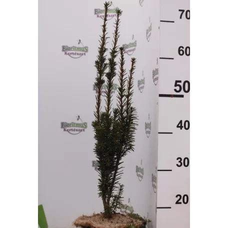 Oszlopos tiszafa (termős) Taxus media 'Hicksii' K3 lit. 40/60