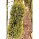 Oszlopos tiszafa Taxus baccata Stricta Viridis