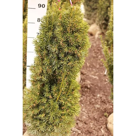 Oszlopos tiszafa Taxus baccata Stricta Viridis