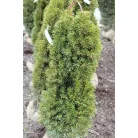 Oszlopos tiszafa Taxus baccata Stricta Viridis