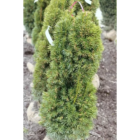 Oszlopos tiszafa Taxus baccata Stricta Viridis