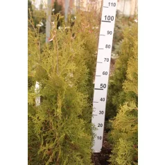   Nyugati oszlopos tuja Thuja occidentalis 'Malonyana' 80/100 cm