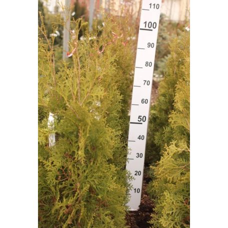 Nyugati oszlopos tuja Thuja occidentalis 'Malonyana' 80/100 cm