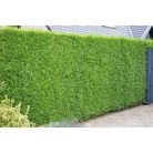 Óriás tuja Thuja plicata 'Atrovirens' 100/125 cm