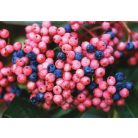 Bangita Viburnum nudum Brandywine