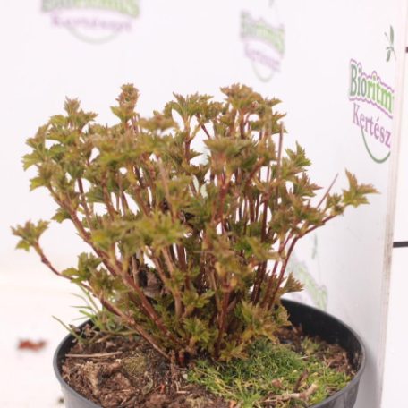 Törpe kányabangita Viburnum opulus 'Nanum' K2 lit.