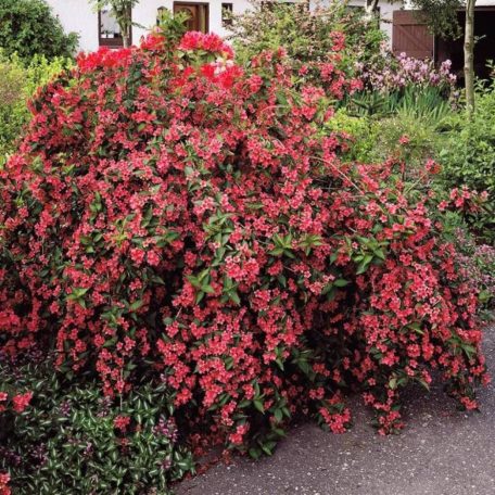 Piros virágú rózsalonc Weigela 'Bristol Ruby'  K2 lit.. 30/40