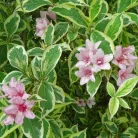 Alacsony tarka levelű rózsalonc Weigela florida 'Nana Variegata'