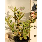 Alacsony tarka levelű rózsalonc Weigela florida Nana Variegata K2 20/30