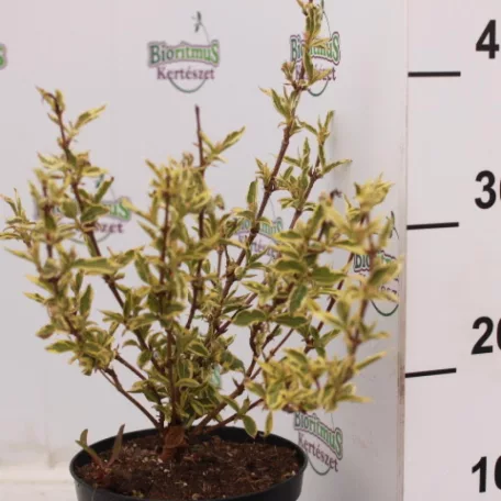 Alacsony tarka levelű rózsalonc Weigela florida 'Nana Variegata'