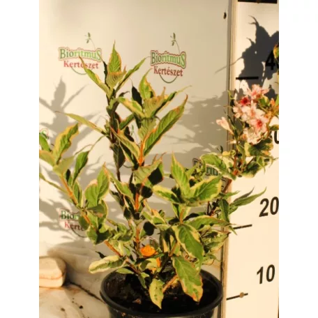 Alacsony tarka levelű rózsalonc Weigela florida Nana Variegata K2 20/30