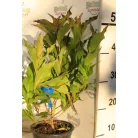 Piros virágú rózsalonc Weigela florida Red Prince K2 30/40