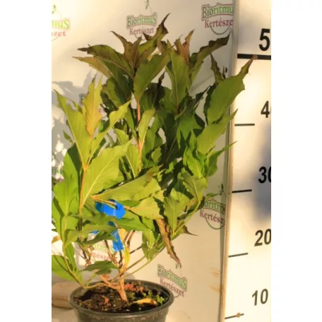 Piros virágú rózsalonc Weigela florida Red Prince K2 30/40
