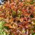 Tűzlevelű rózsalonc Weigela florida 'Wings of Fire'