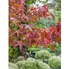 Vöröslombú mezei juhar Acer campestre 'Red Shine' K20 lit. 8/10