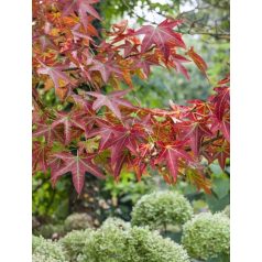   Vöröslombú mezei juhar Acer campestre 'Red Shine'  K35 lit. 8/10