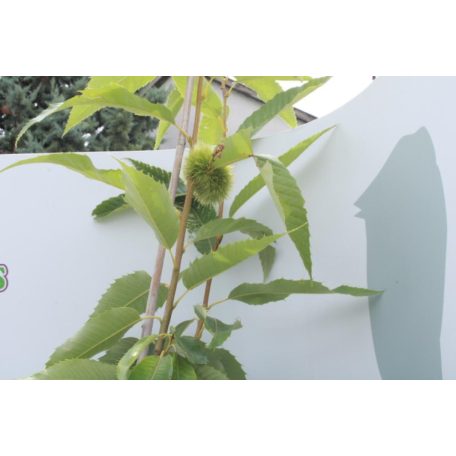 Szelídgesztenye Castanea sativa Bouche de Betizac 120/140