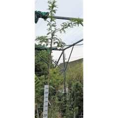   Sárga levelű lepényfa Gleditsia triacanthos Sunburst K10.5 200/250