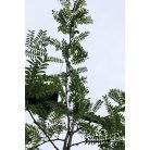 Sárga levelű lepényfa Gleditsia triacanthos Sunburst K10.5 200/250